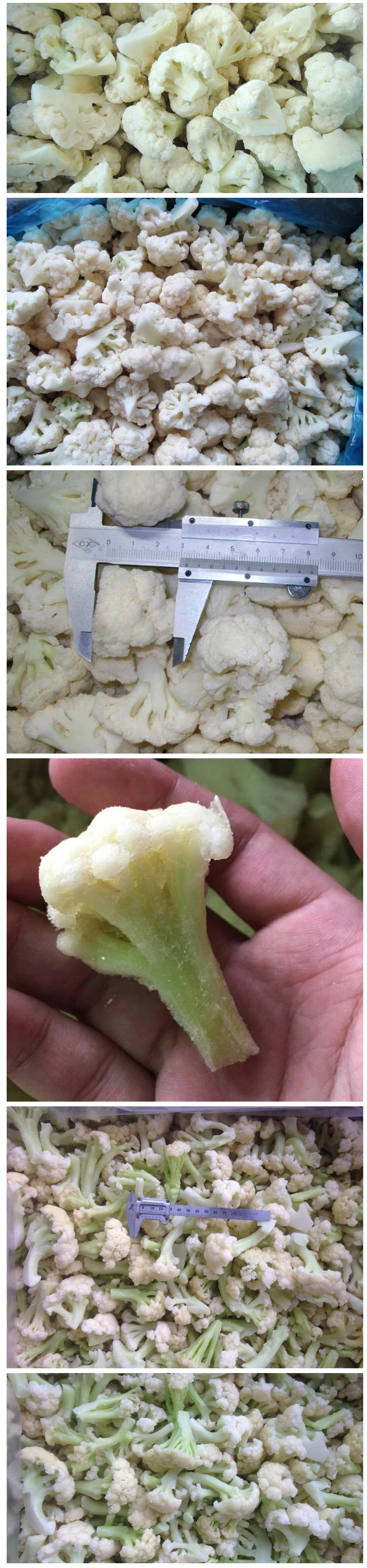 IQF Frozen Cauliflower with High Quality and Good Price