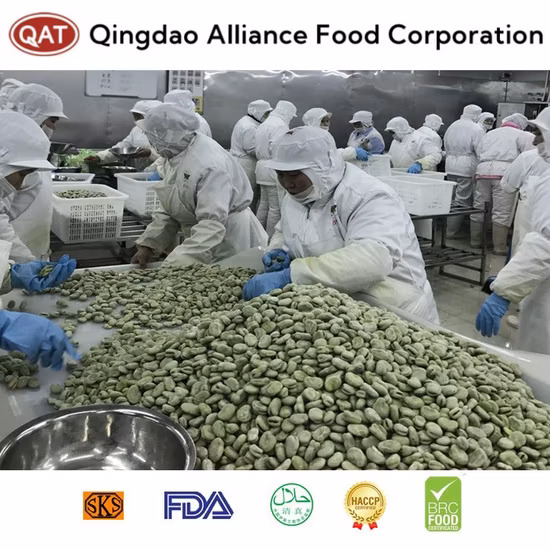 Halal Brc ISO New Crop Frozen IQF Fèves de couleur verte avec prix d'usine Grains de fèves dans un emballage en carton en vrac Emballage au détail