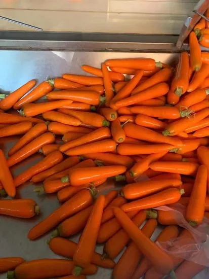 Lanières de carottes et légumes surgelés IQF de première qualité