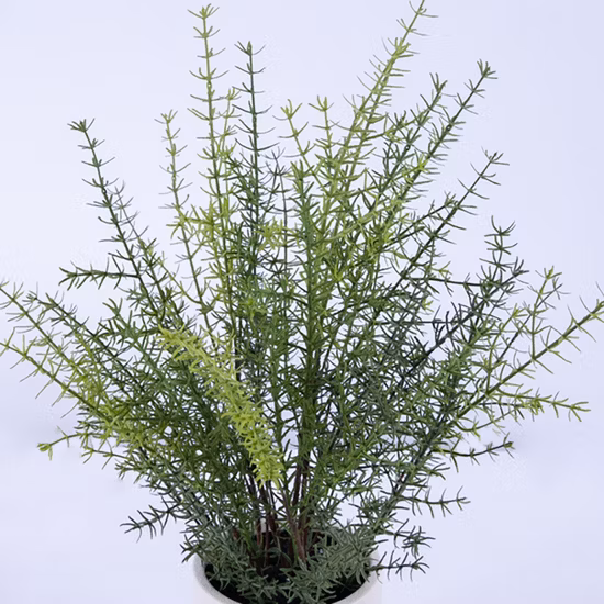 Bloc d'épinards de Chine Épinards entiers surgelés avec certificat casher