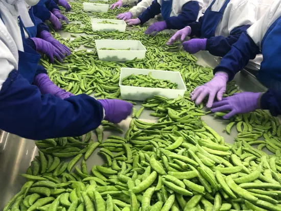 Gousses de pois IQF, cosses de pois congelées, pois mange-tout IQF, pois mange-tout congelés, bonne qualité meilleurs prix, certifié ISO/HACCP/Brc/kasher